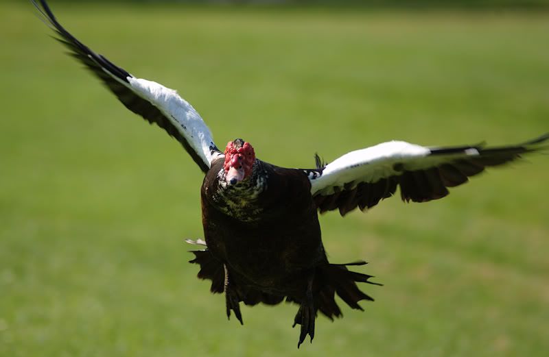 http://img.photobucket.com/albums/v609/CMVH/Florida/wildlife/muscovyduck.jpg