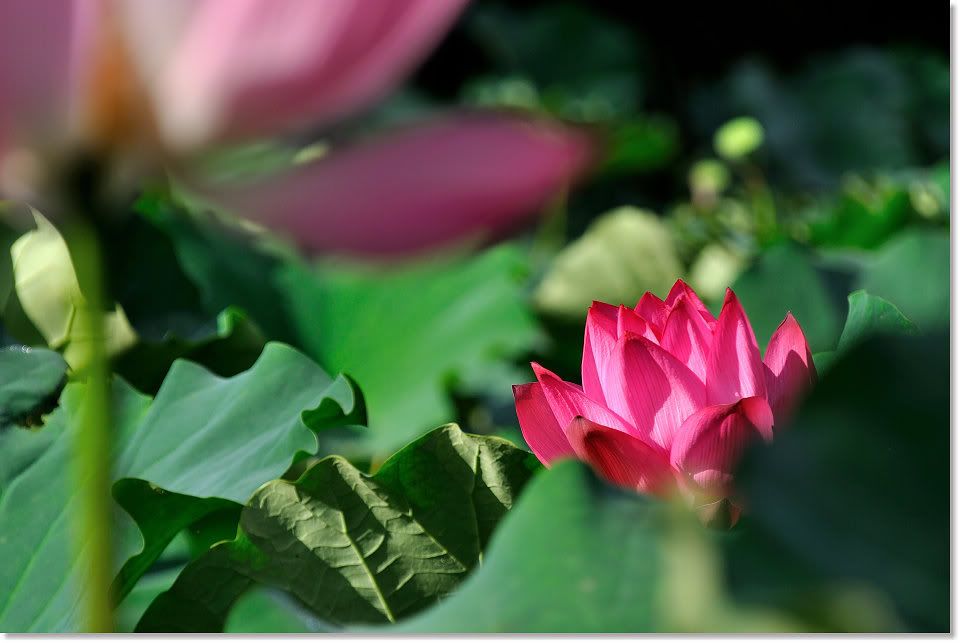 http://img.photobucket.com/albums/v609/jiek/DSC_0644.jpg