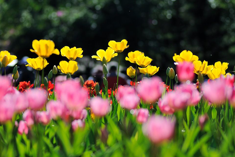 http://img.photobucket.com/albums/v609/jiek/DSC_2413_zpsc1d7da1a.jpg
