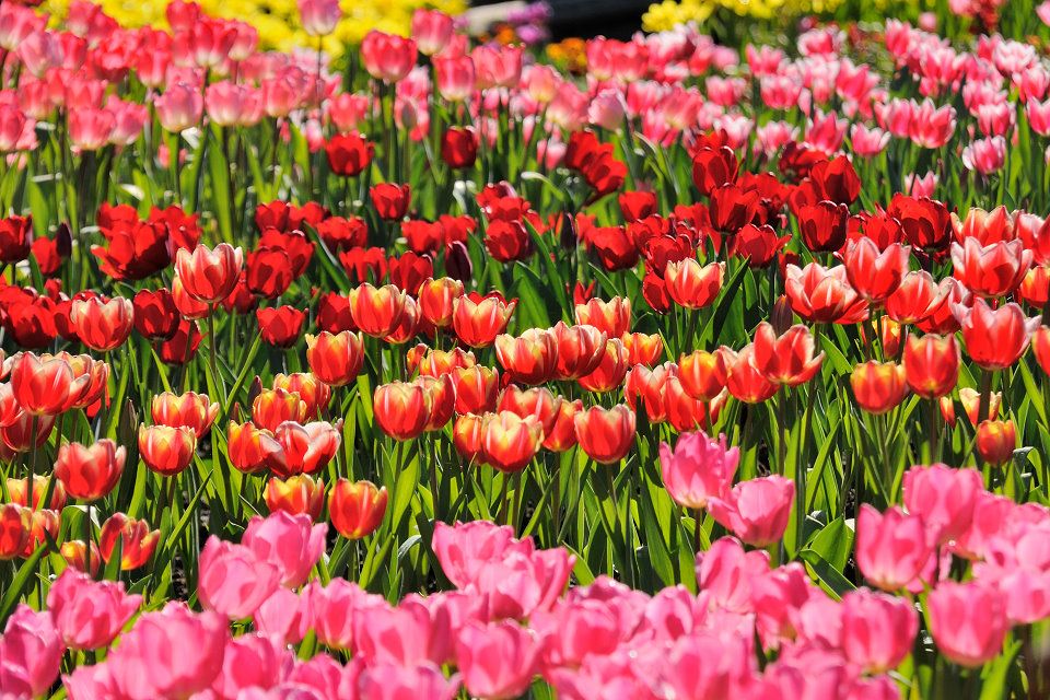 http://img.photobucket.com/albums/v609/jiek/DSC_2455_zpsa10745ec.jpg