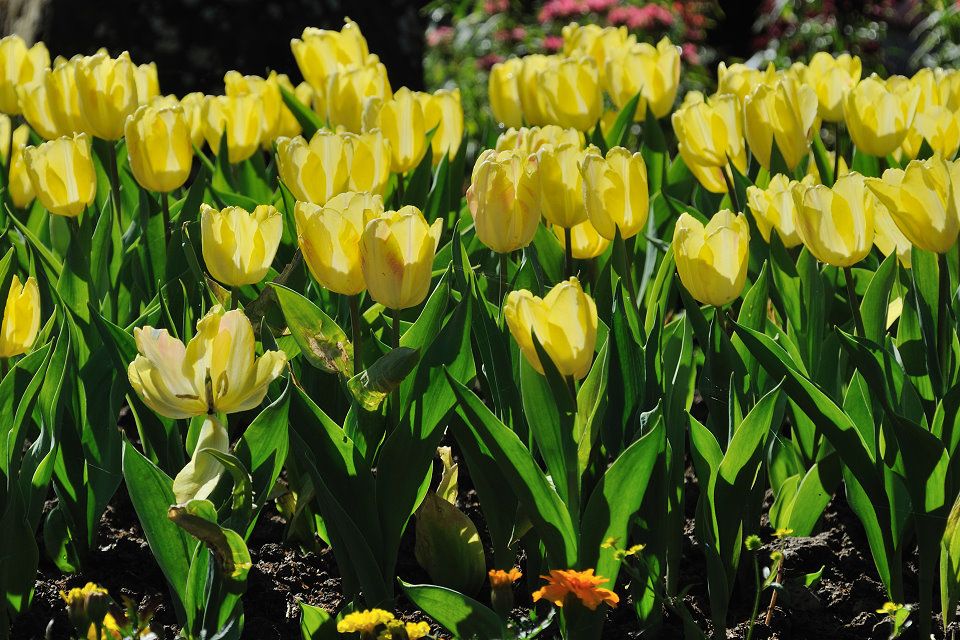 http://img.photobucket.com/albums/v609/jiek/DSC_2467_zpsc768ef4c.jpg