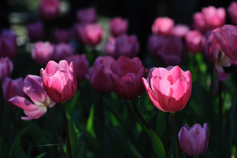http://img.photobucket.com/albums/v609/jiek/DSC_2499-1_zpsb63fdaa3.jpg