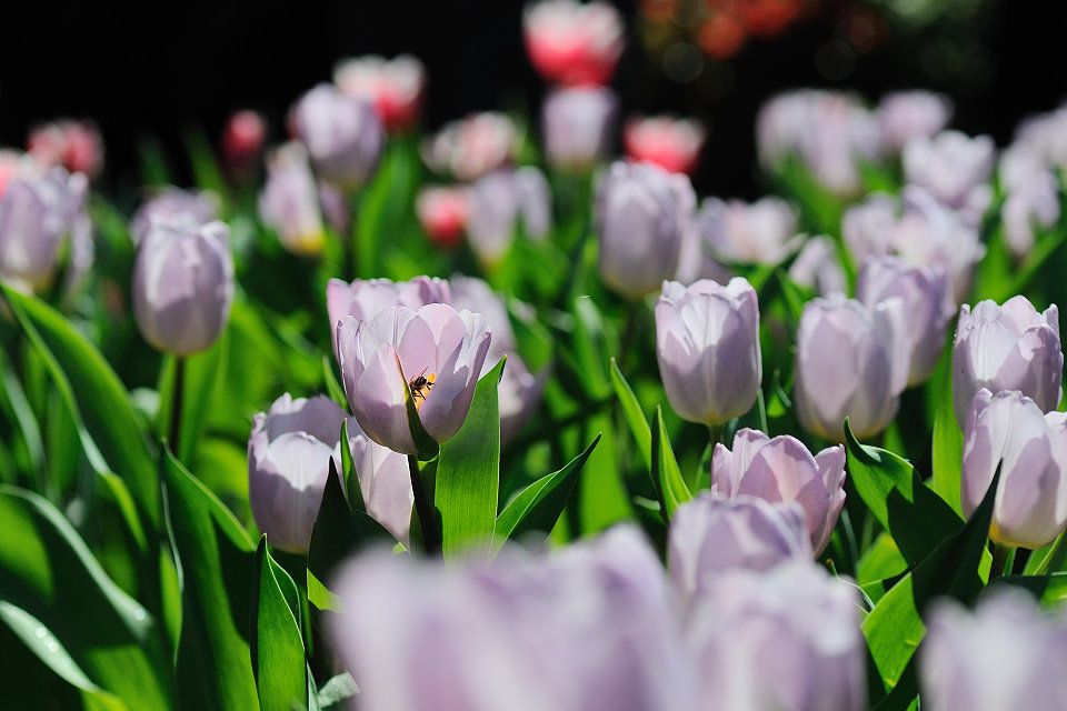 http://img.photobucket.com/albums/v609/jiek/DSC_2507_zps050671a1.jpg