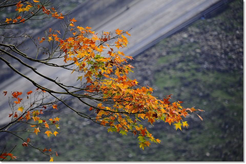 http://img.photobucket.com/albums/v609/jiek/_DSC6152.jpg