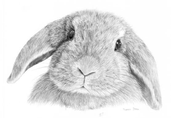 lop_pencil_finished.jpg