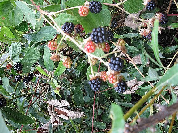 blackberries