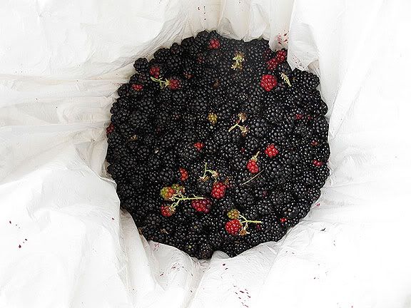 blackberries