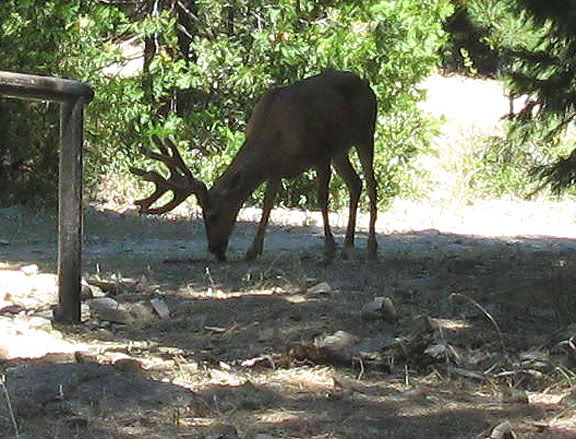 deer,blacktail deer