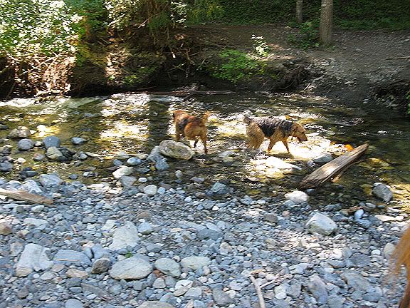 Dogs at Canyon Creek