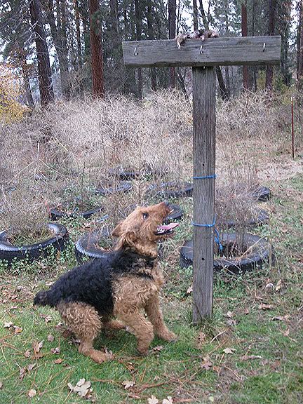 Chigger barking treed