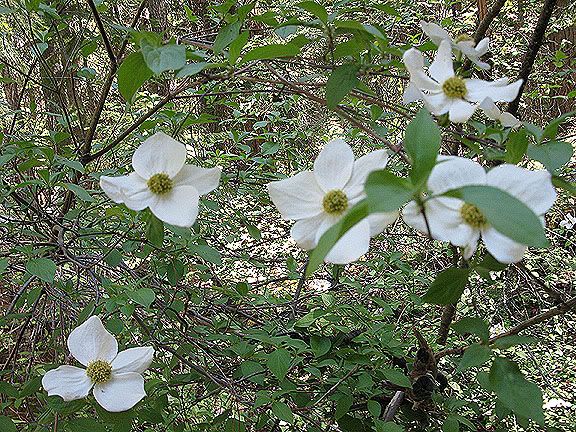 flowers,trees