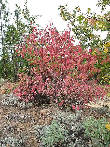 Fall dogwood