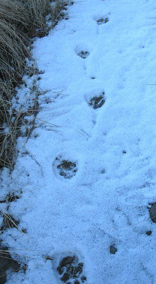 Lion tracks