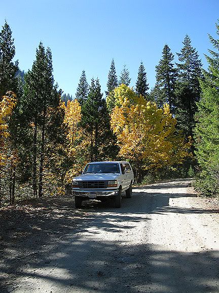 Fall maples