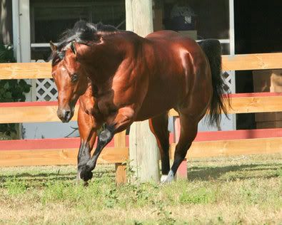 quarter horse