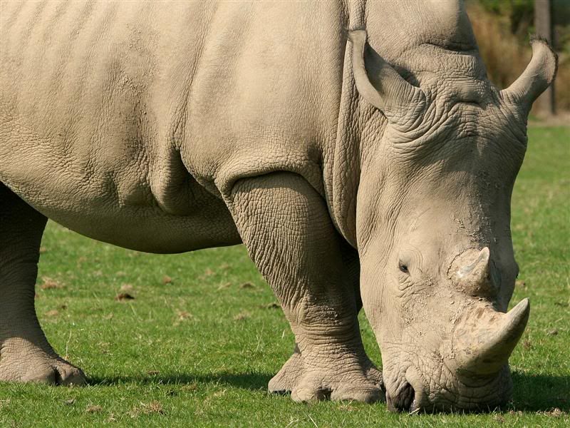 IMAGE: http://img.photobucket.com/albums/v610/saggy9999/IMG_8846Medium.jpg