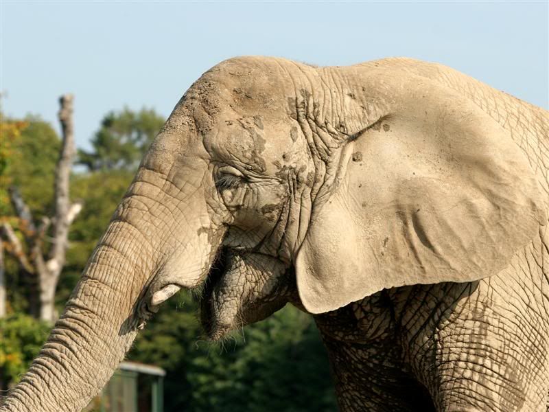 IMAGE: http://img.photobucket.com/albums/v610/saggy9999/IMG_8933Medium.jpg