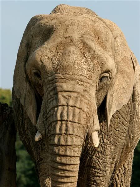 IMAGE: http://img.photobucket.com/albums/v610/saggy9999/IMG_8939Medium.jpg