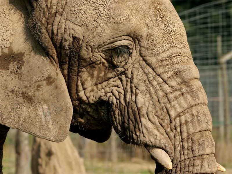 IMAGE: http://img.photobucket.com/albums/v610/saggy9999/IMG_8941Medium.jpg