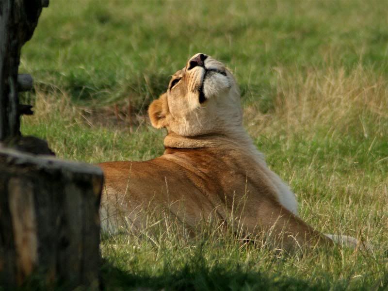 IMAGE: http://img.photobucket.com/albums/v610/saggy9999/IMG_8960Medium.jpg