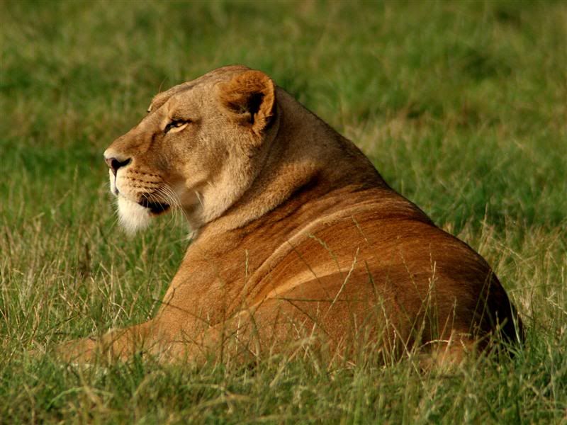 IMAGE: http://img.photobucket.com/albums/v610/saggy9999/IMG_8962Medium.jpg