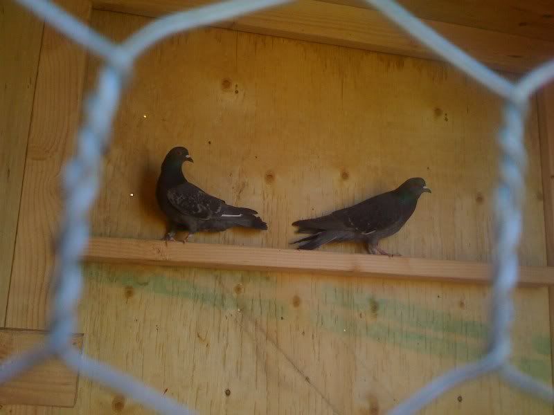 new-pigeon-pen-apprentice-falconry-forums