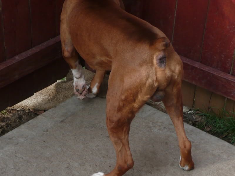Hives Boxer Breed Dog Forums