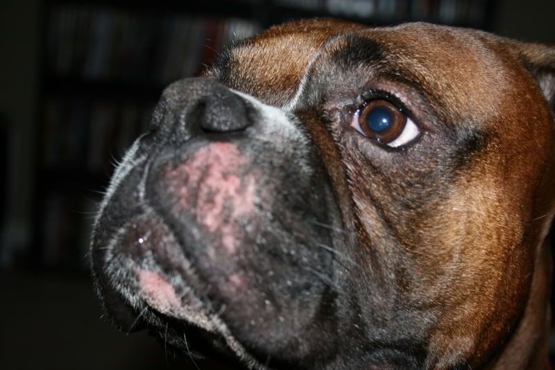 Raw spot on face Boxer Breed Dog Forums