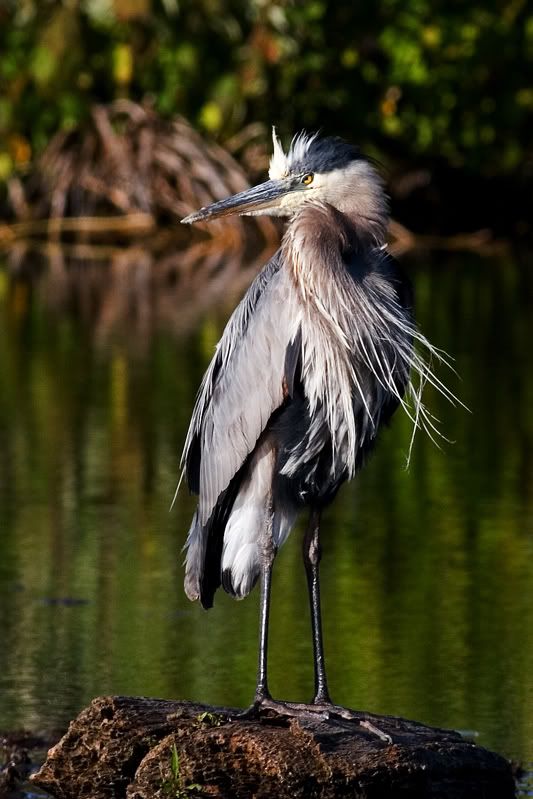IMAGE: http://img.photobucket.com/albums/v611/remulac/heron.jpg