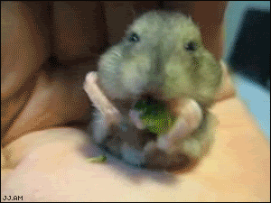 [img width=300 height=225]http://img.photobucket.com/albums/v611/teeya/1178459599015.gif[/img]