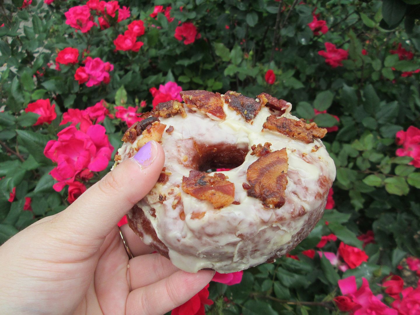 maple bacon donut in front of red rose bush
