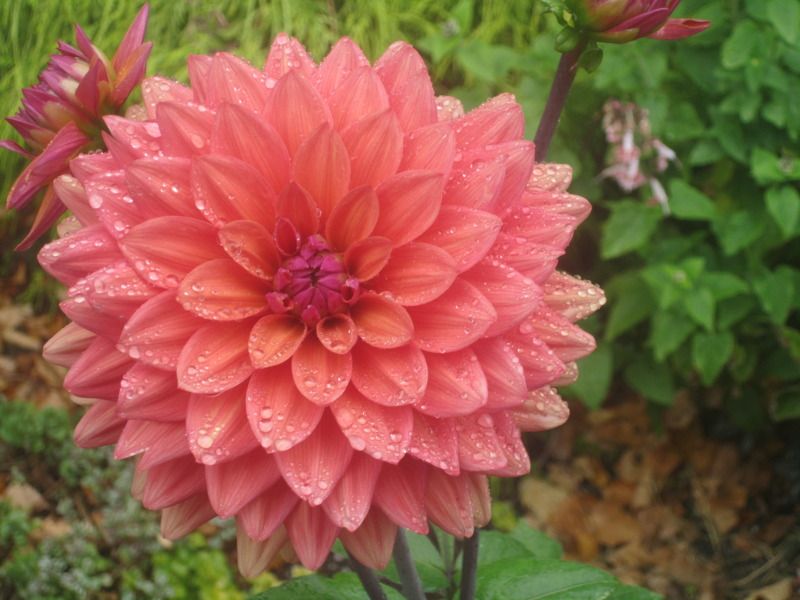 orange and pink dahlia