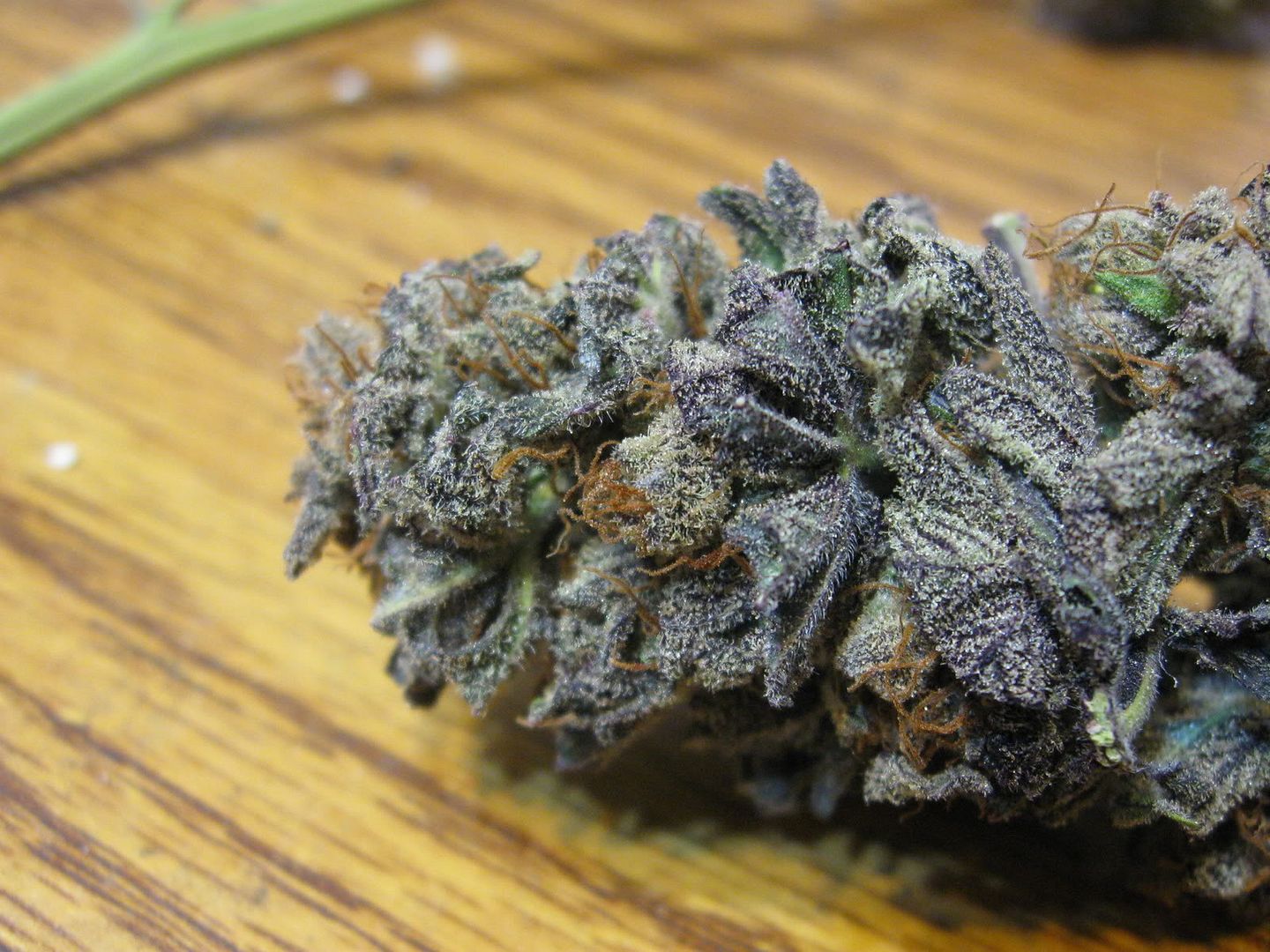 purple ice bud