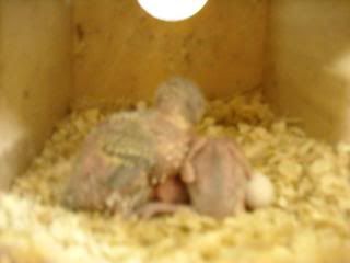 DSCN0064.jpg