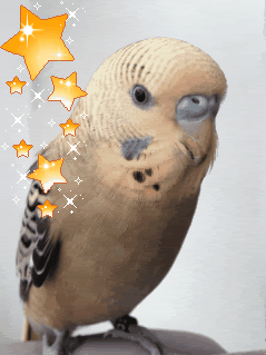 photo-2.gif