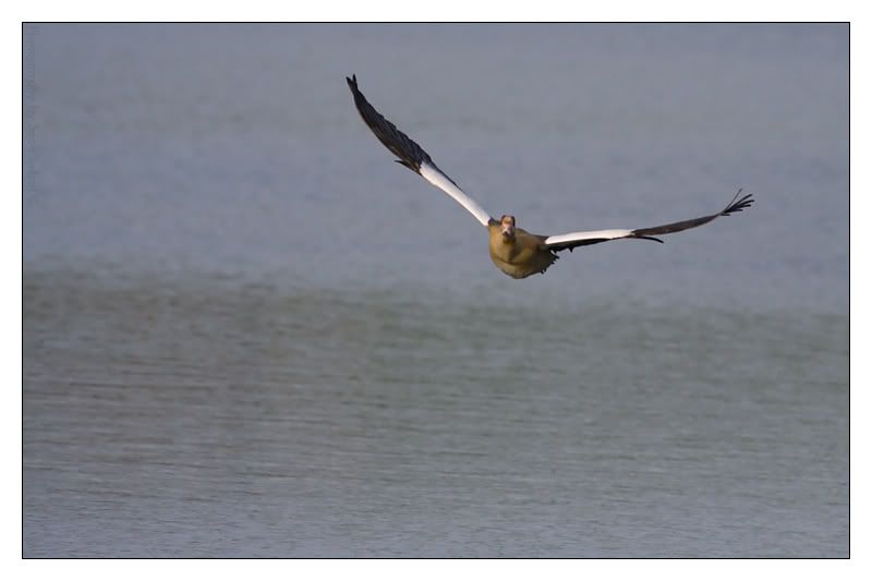 IMAGE: http://img.photobucket.com/albums/v615/beanzzzz/BIFduck_webcopy.jpg