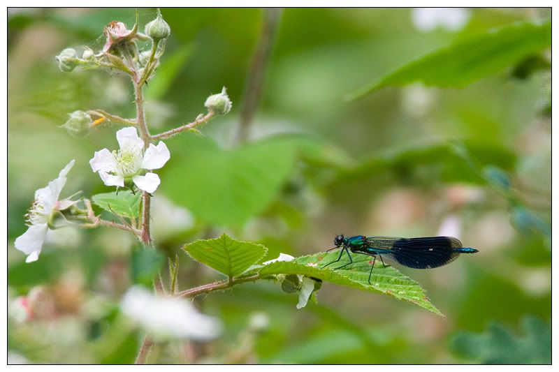 IMAGE: http://img.photobucket.com/albums/v615/beanzzzz/BandedDemoiselle_webcopy.jpg