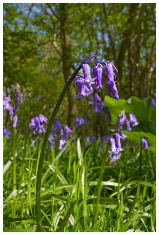 IMAGE: http://img.photobucket.com/albums/v615/beanzzzz/Bluebells1_webcopy.jpg
