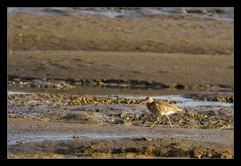 IMAGE: http://img.photobucket.com/albums/v615/beanzzzz/Curlew.jpg