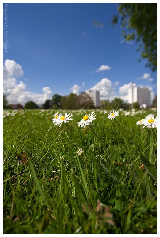 IMAGE: http://img.photobucket.com/albums/v615/beanzzzz/Daisys1_webcopy.jpg