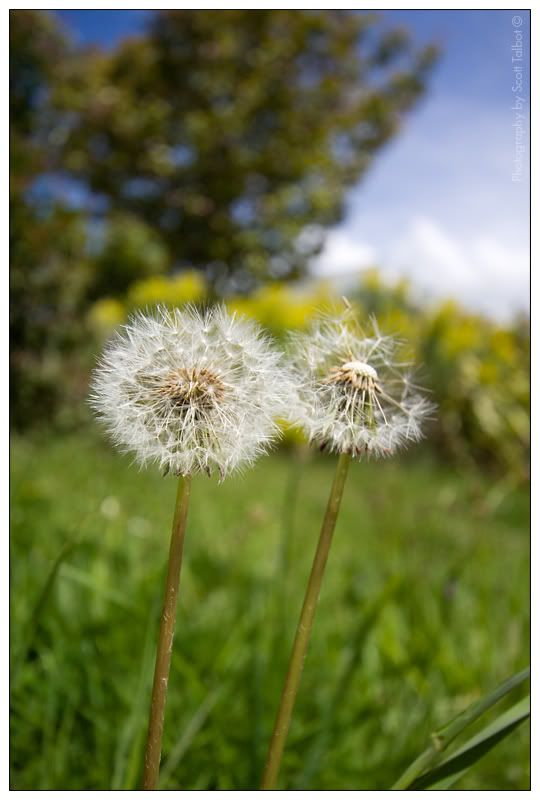 IMAGE: http://img.photobucket.com/albums/v615/beanzzzz/DandelionClock_webcopy.jpg