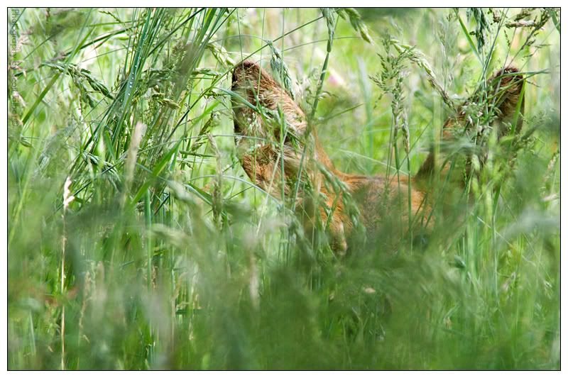 IMAGE: http://img.photobucket.com/albums/v615/beanzzzz/DoeHiding_webcopy.jpg