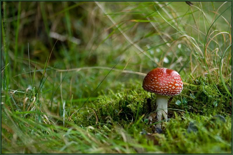 IMAGE: http://img.photobucket.com/albums/v615/beanzzzz/Fungus2webcopy.jpg