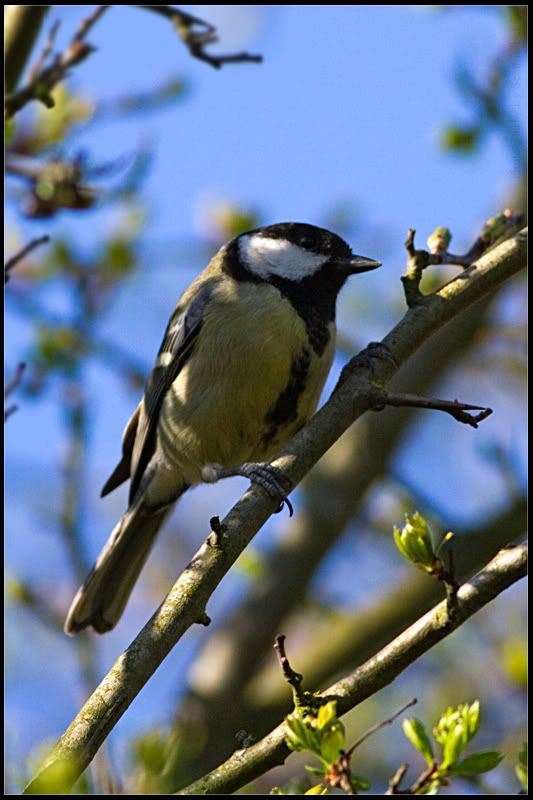 IMAGE: http://img.photobucket.com/albums/v615/beanzzzz/GreatTitwebcopy.jpg