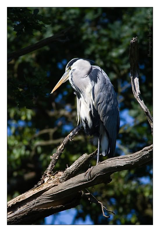 IMAGE: http://img.photobucket.com/albums/v615/beanzzzz/GreyHeron_1.jpg