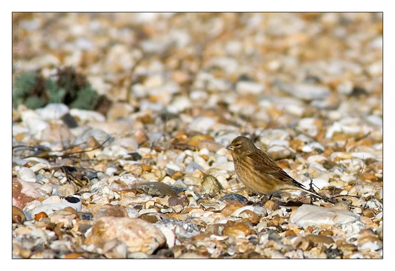 IMAGE: http://img.photobucket.com/albums/v615/beanzzzz/ID.jpg