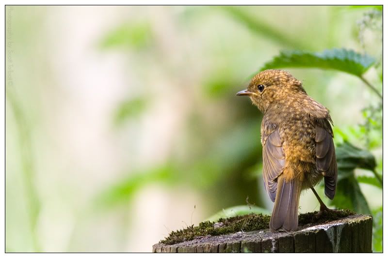 IMAGE: http://img.photobucket.com/albums/v615/beanzzzz/JuvenileRobin_webcopy.jpg