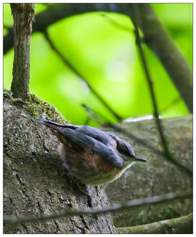 IMAGE: http://img.photobucket.com/albums/v615/beanzzzz/Nuthatch_webcopy.jpg