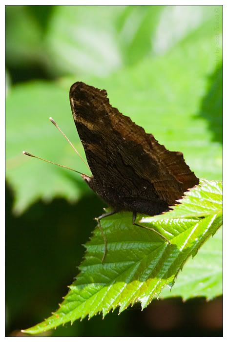 IMAGE: http://img.photobucket.com/albums/v615/beanzzzz/Peacock_webcopy.jpg