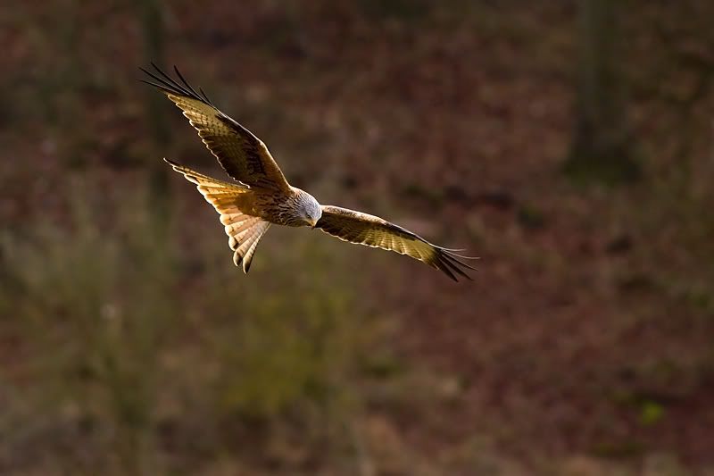 IMAGE: http://img.photobucket.com/albums/v615/beanzzzz/RedKite1bcopy.jpg